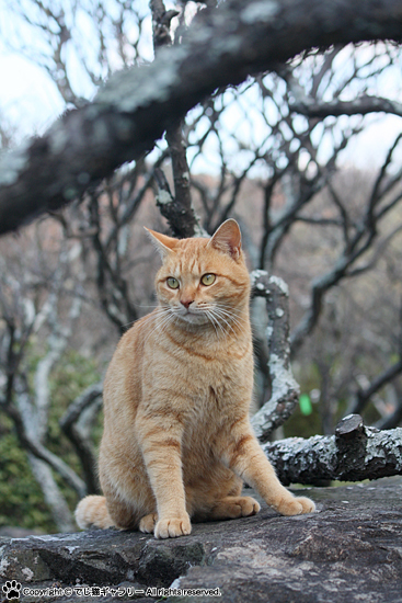 Good Bye チャトラン でじ猫ギャラリー Noraっちゃ Good Bye チャトラン でじ猫ギャラリー Noraっちゃ